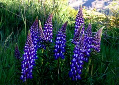 Lupinus Polyphillus Kastellan