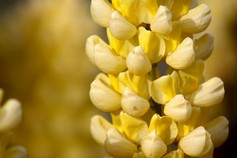 Lupinus Polyphillus Kronleuchter
