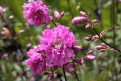 Lychnis Viscaria Plena