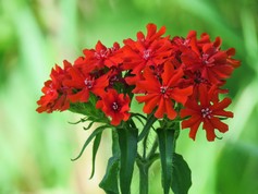 Lychnis Chalcedonica