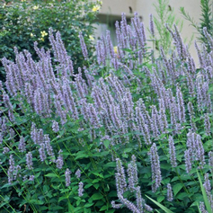 Agastache Blue Fortune