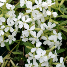 Saponaria Ocymoides