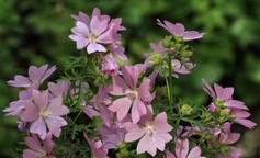 Malva Moschata