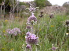 Marrubium Supinum
