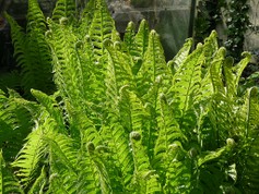 Matteuccia Strughiopteris