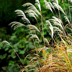 Miscanthus Sinensis China