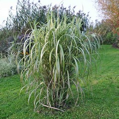 Miscanthus Sinensis Cosmopolitan