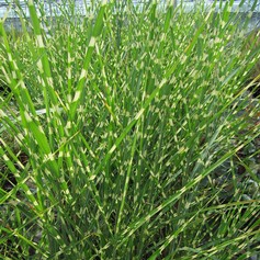 Miscanthus Sinensis Zebrinus