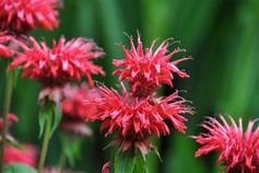 Monarda Hybrida Cambridge Scarlet