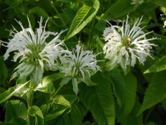Monarda Hybrida Schneewolke