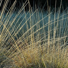Muhlenbergia Rigens