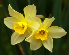 Narcisi