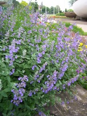 Neepeta Fassenii