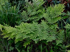 Osmunda Regalis