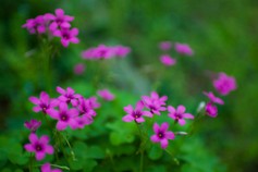 Oxalis