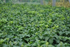 Pachysandra Terminalis Green Carpet