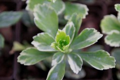 Pachysandra Terminalis Variegata