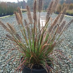 Pennisetum Alupecuroides Moudry