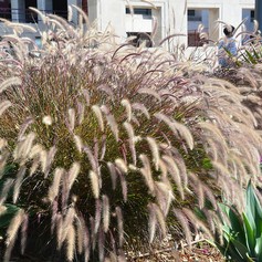 Pennisetum Villosum