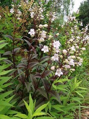 Penstemon Digitalis Husker Red