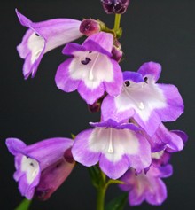 Penstemon Hyb. Purple Passion