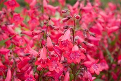 Penstemon Hyb. Schonholeri