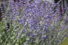Perovskia