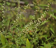 Persicaria Virginiana
