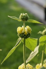 Phlomis