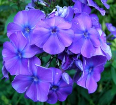 Phlox Blue Paradise