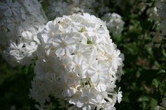 Phlox Paniculata Fujiyama