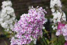 Phlox Maculata Natasha