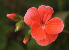 Phlox Paniculata Orangee