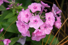 Phlox Paniculata 