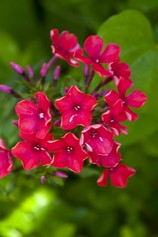 Phlox Paniculata Star Fire