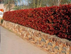 Photinia Red Robin