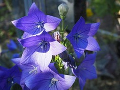 Platycodon