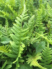 Polypodium Vulgare