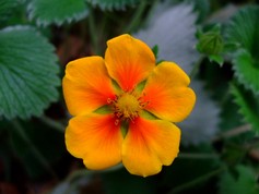 Potentilla Argyroghylla