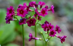 Primula Japonica Miller's Crimson