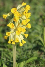 Primula Veris
