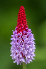 Primula Vialii
