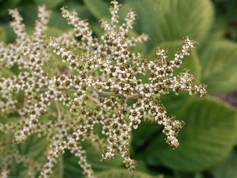 Rodgersia Aesculifolia