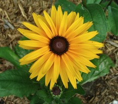Rudbeckia Fiore Doppio
