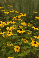 Rudbeckia Triloba