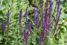 Salvia Nemorosa Caradonna
