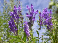 Scutellaria Hypericifolia