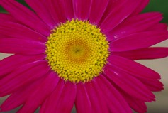 Thanacetum