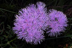 Thalictrum Aquilegifolium