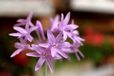 Tulbaghia Violacea 